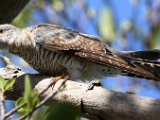 cocoo 49  Common (European) Cuckoo